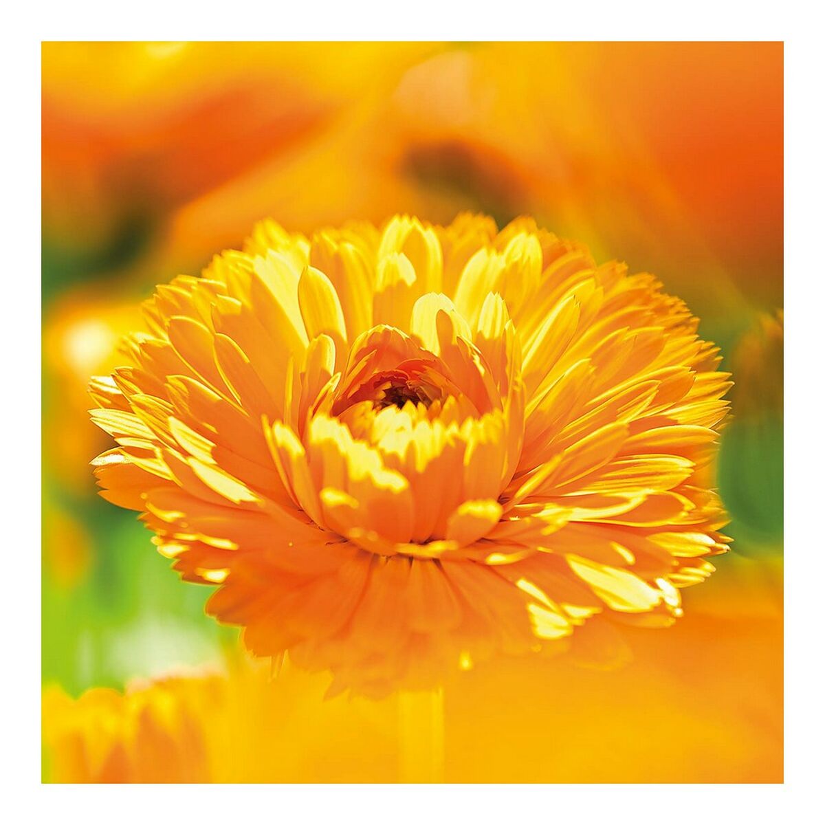 Protective Cream Calendula Weleda 090540X7 75 ml